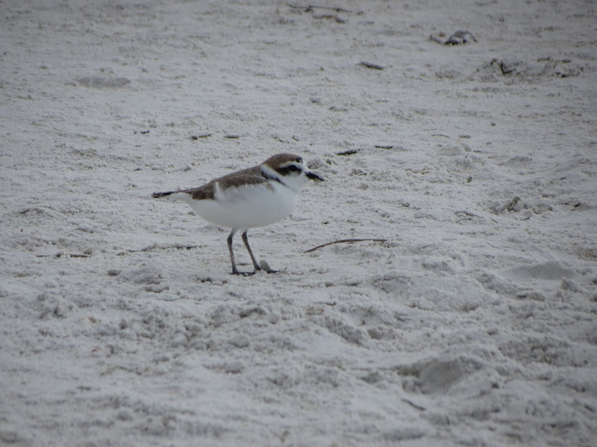 Snowy Plover - ML646478806