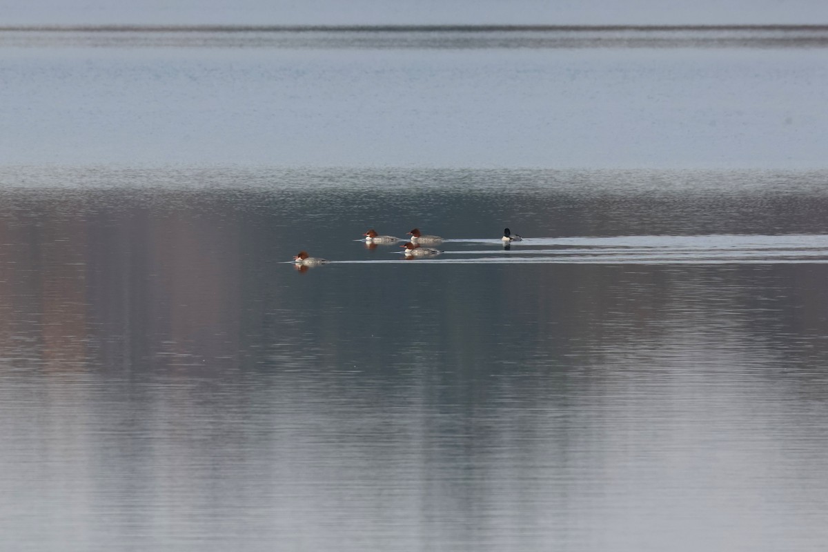 morčák velký - ML646478817