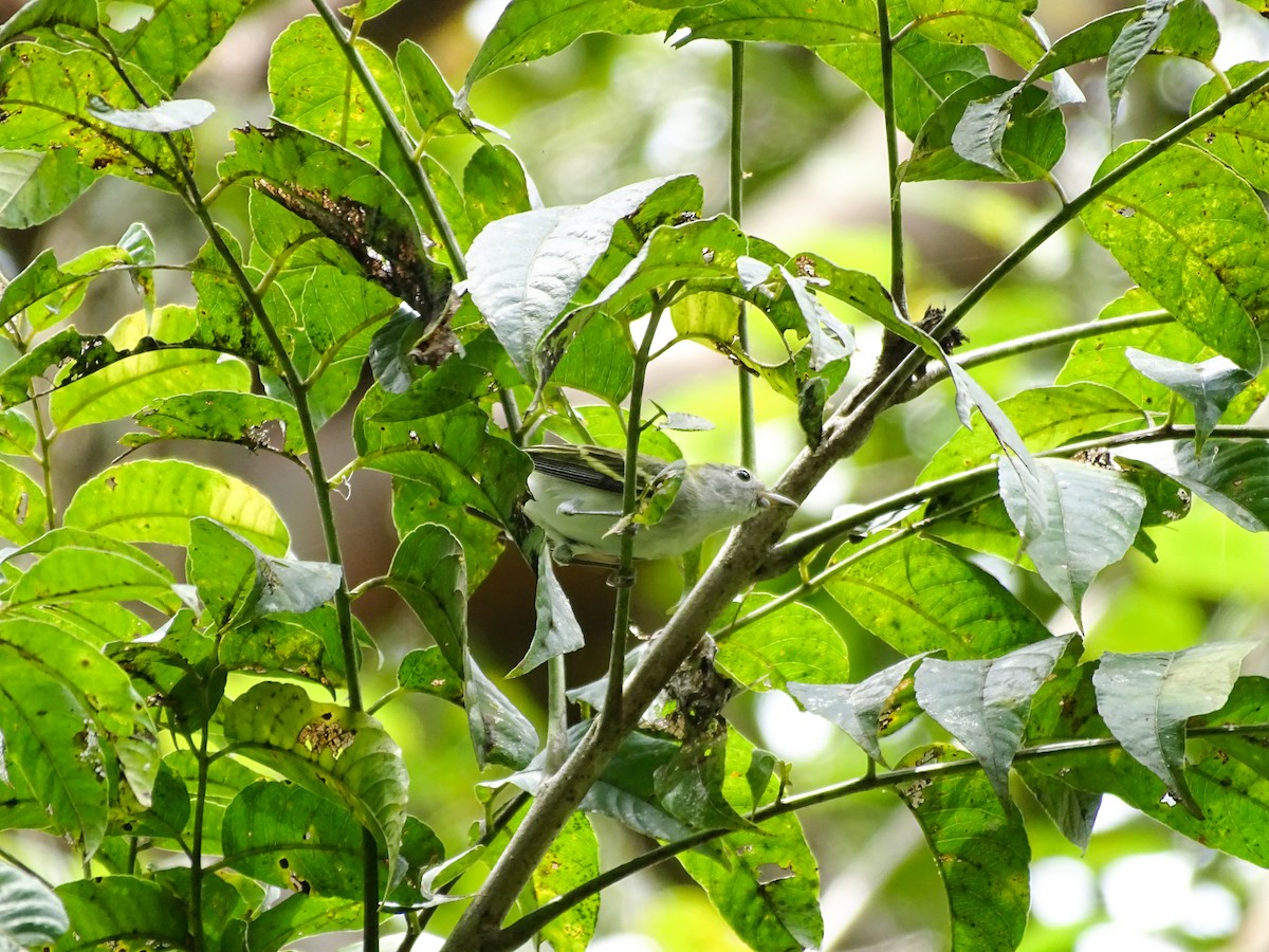 kortstjertvireo - ML646478818