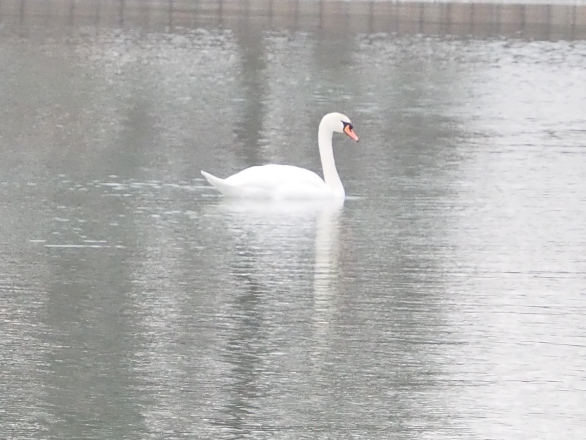 Лебідь-шипун - ML646478820