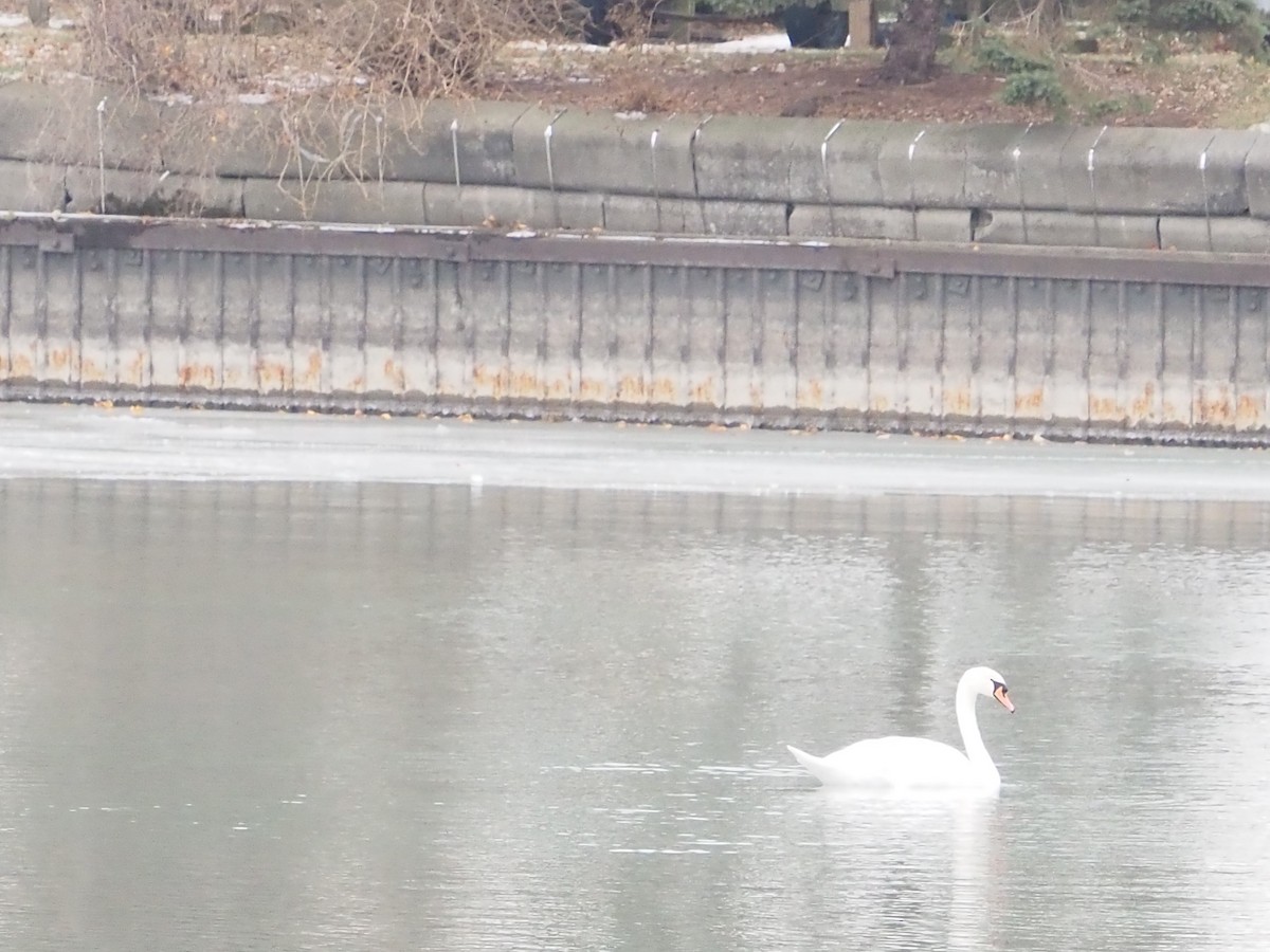 Лебідь-шипун - ML646478821