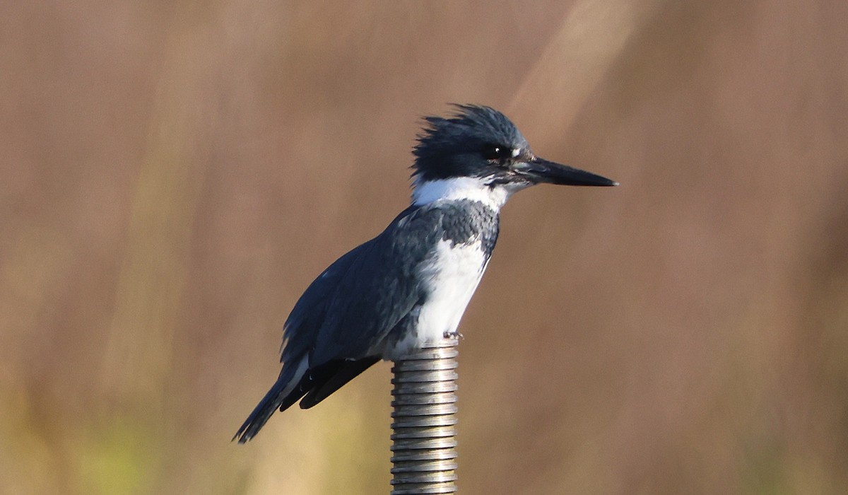 Belted Kingfisher - ML646478822