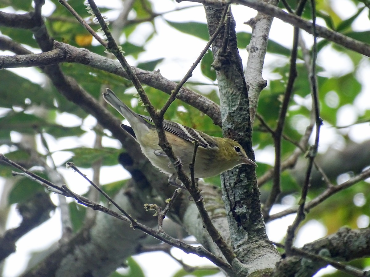Reinita Castaña - ML646478823