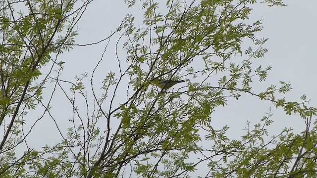 Blackburnian Warbler - ML646478829