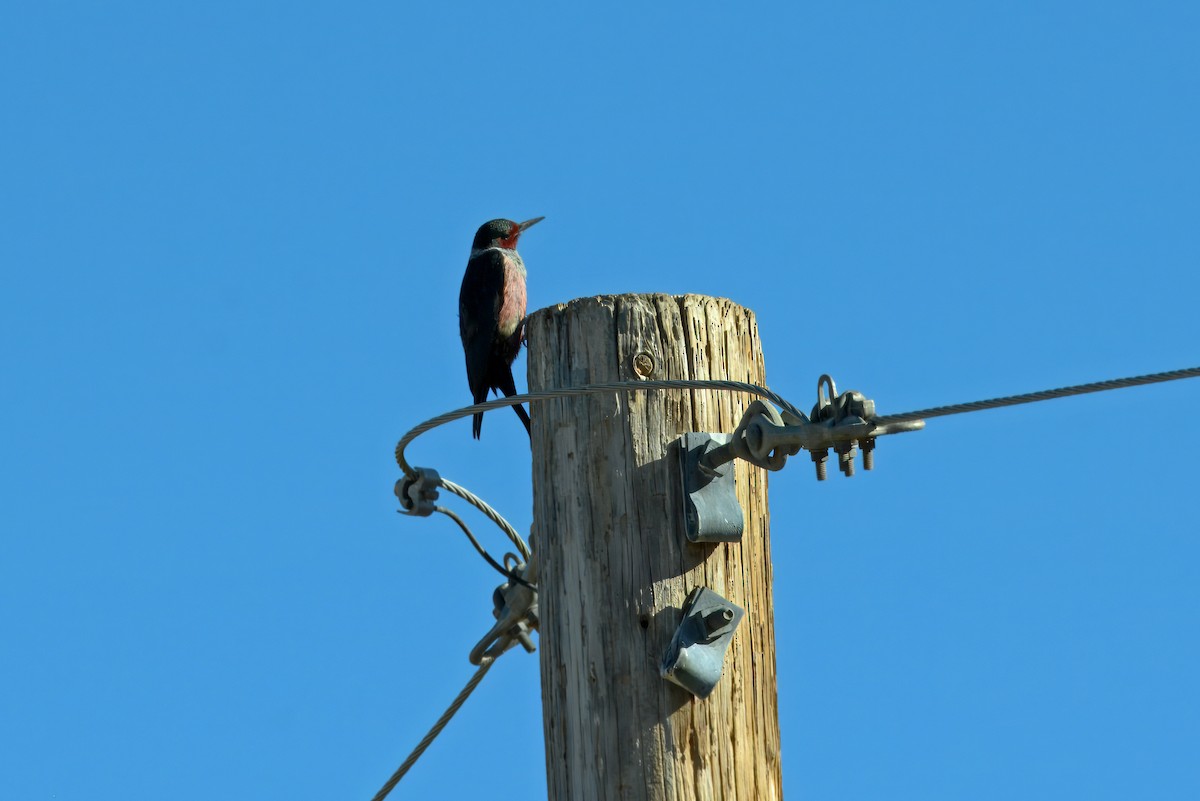 datel červenolící - ML646478830