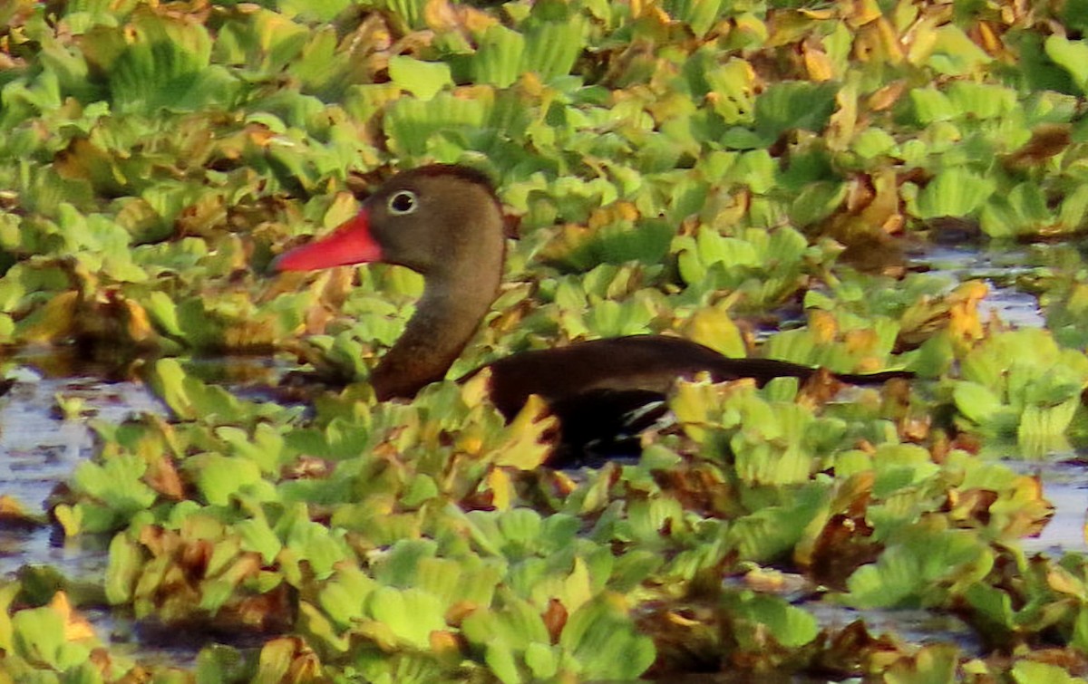 husička černobřichá - ML646478833