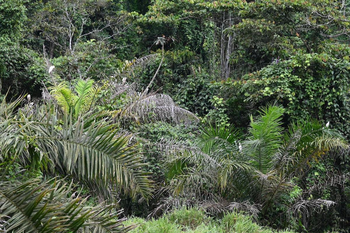 volavka rusohlavá - ML646478834