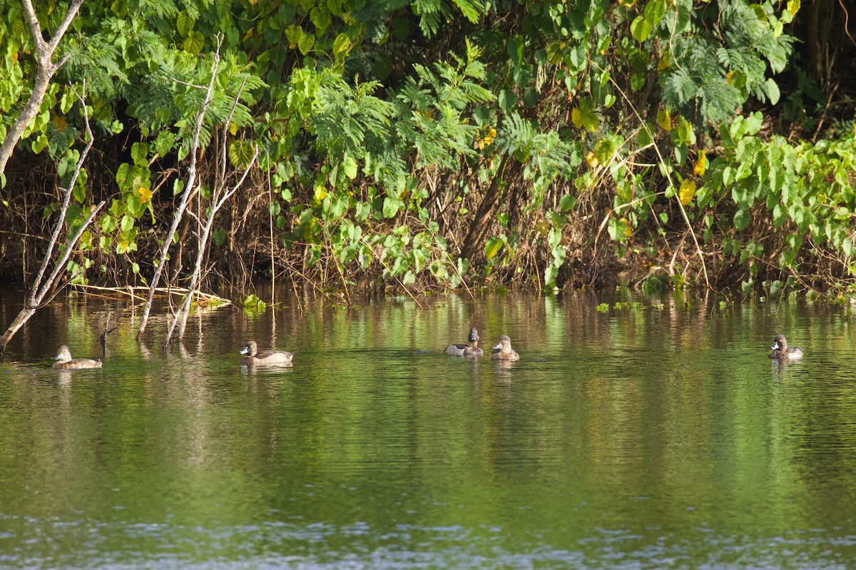 Ring-necked Duck - ML646478836