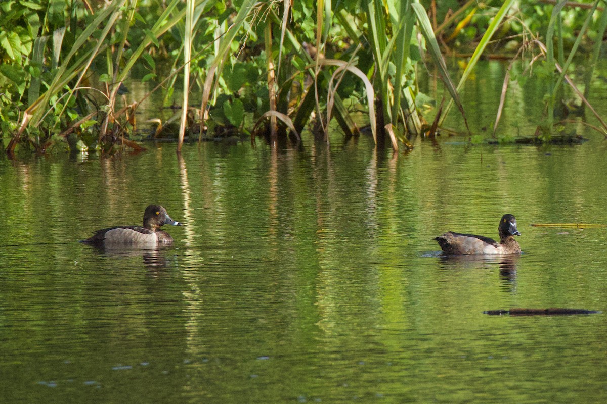 Ring-necked Duck - ML646478837