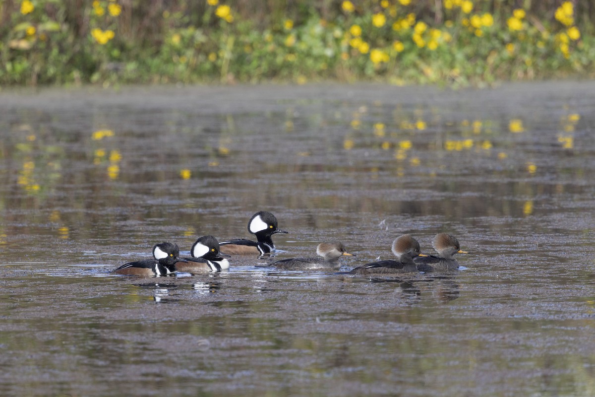 Hooded Merganser - ML646478838