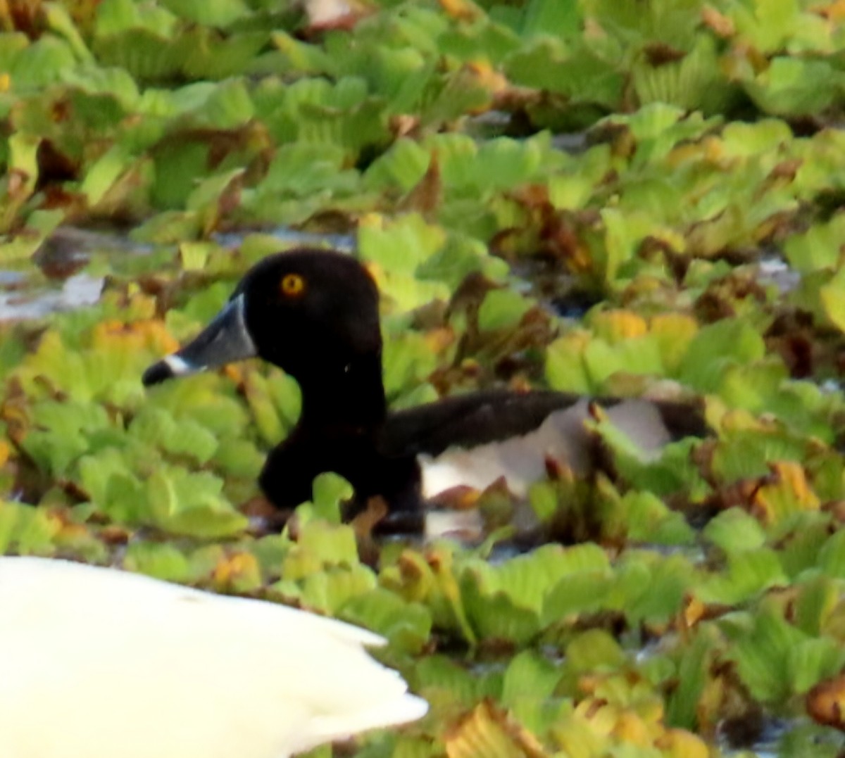 polák proužkozobý - ML646478840