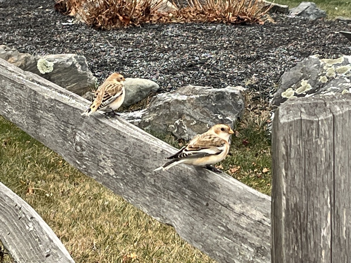 Snow Bunting - ML646478842