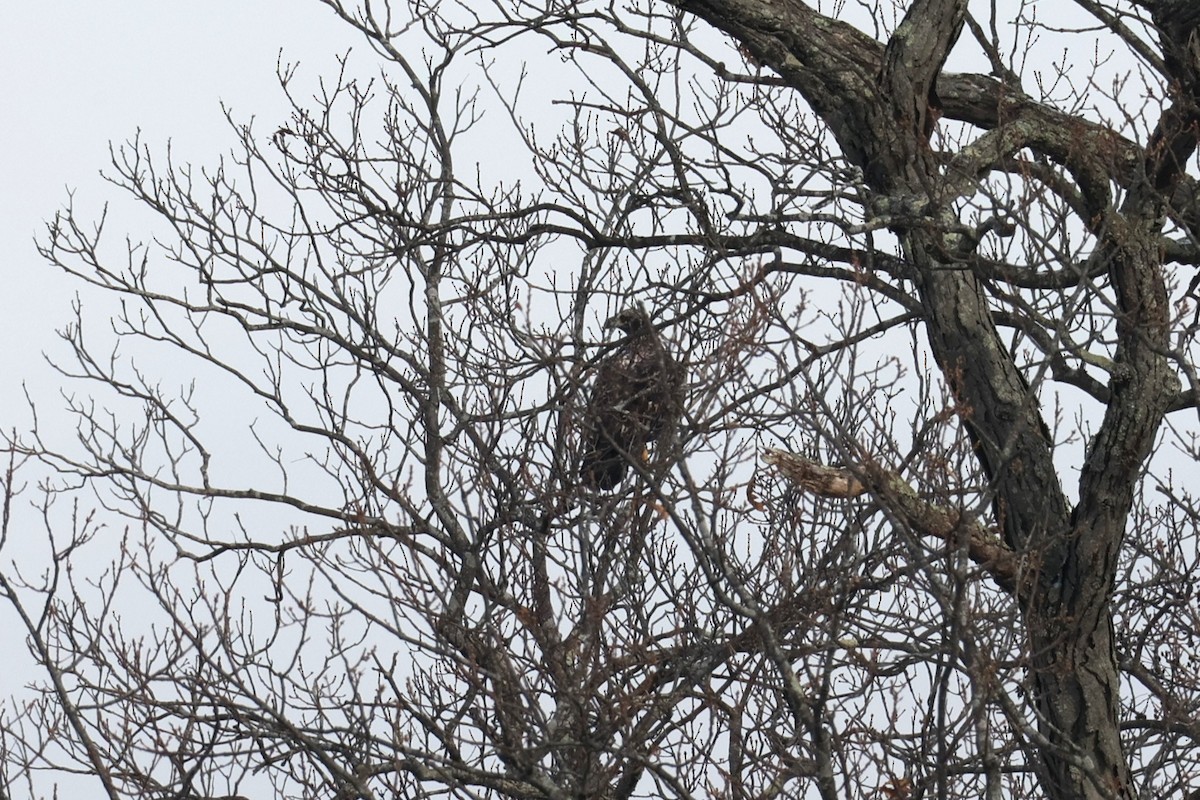 orel bělohlavý - ML646478843