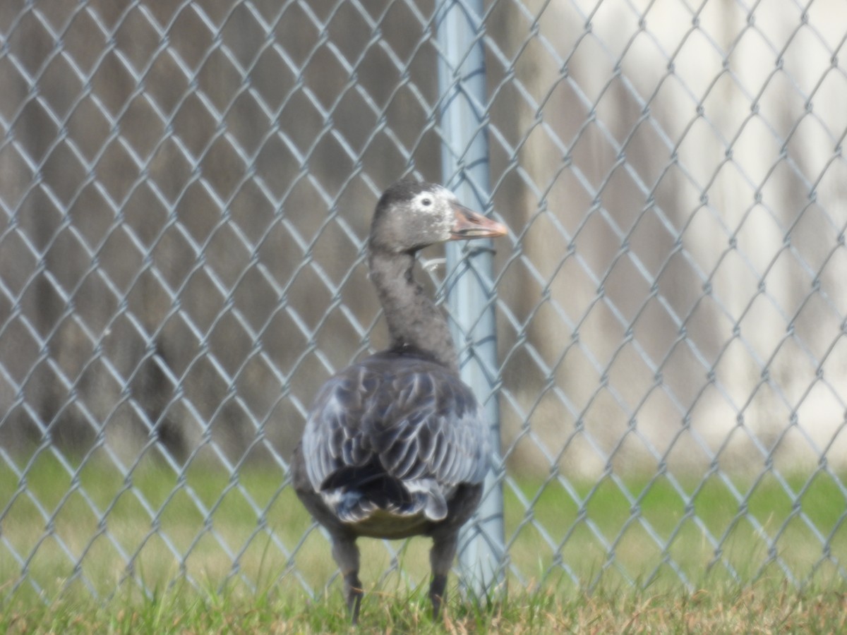 Snow Goose - ML646478846