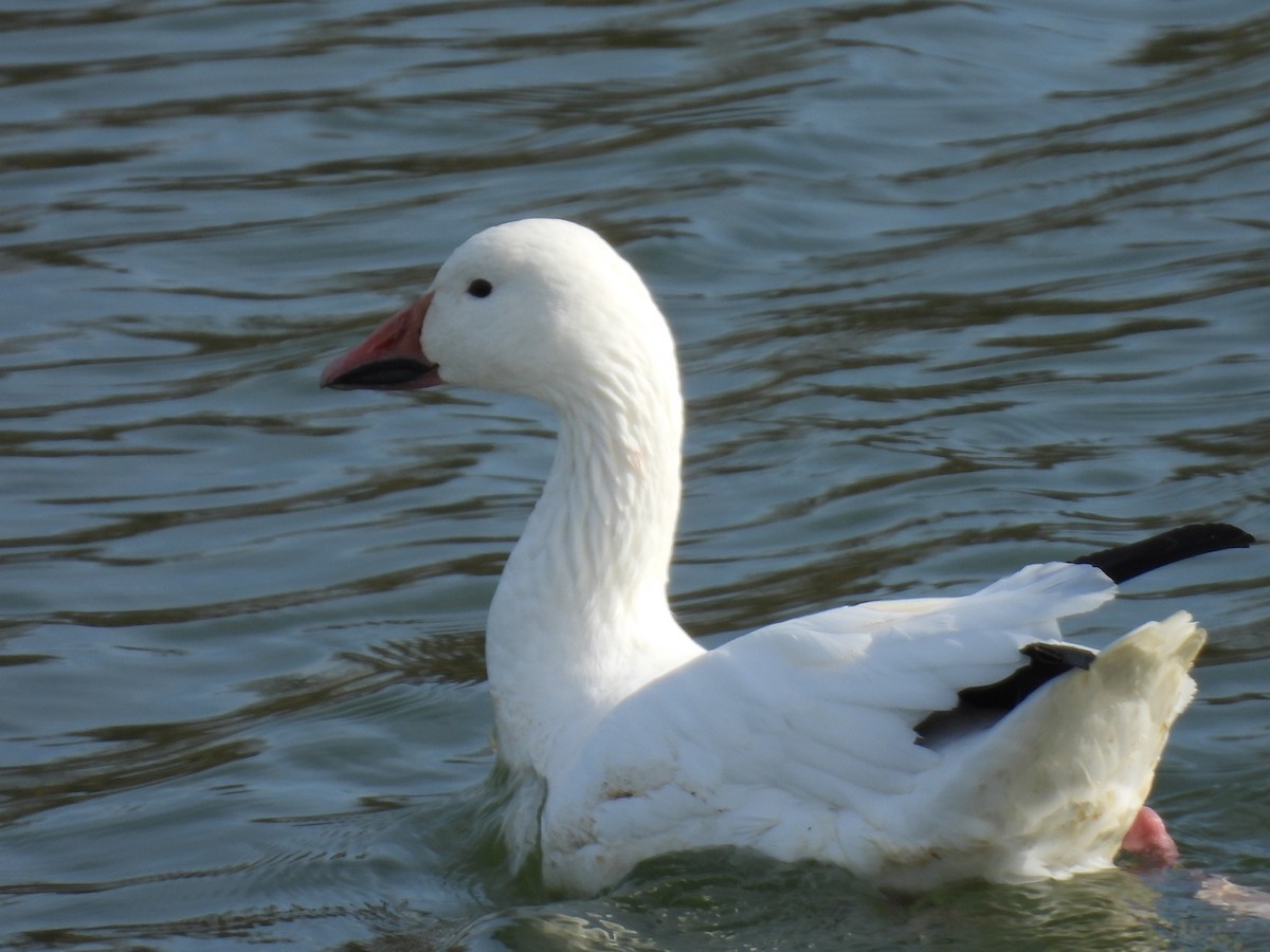 Snow Goose - ML646478847