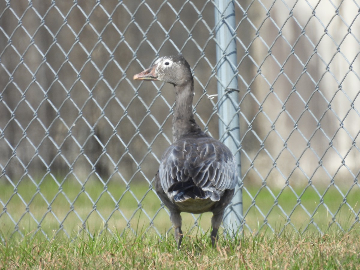 Snow Goose - ML646478848