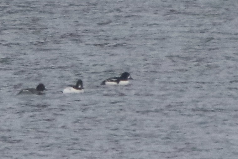 Barrow's Goldeneye - ML646478849