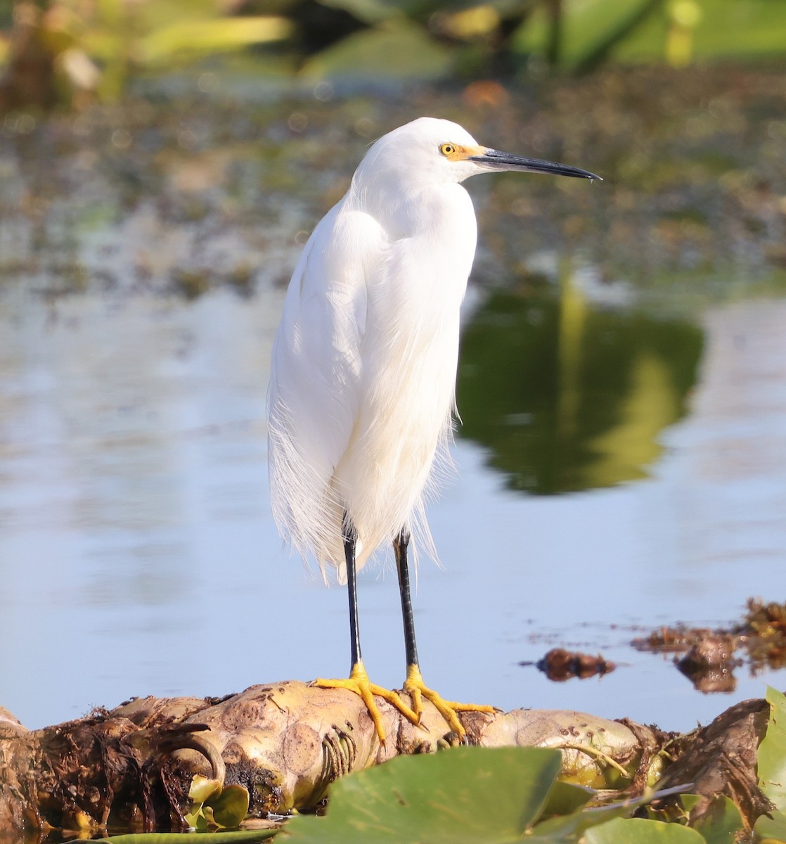 Snowy Egret - ML646478851