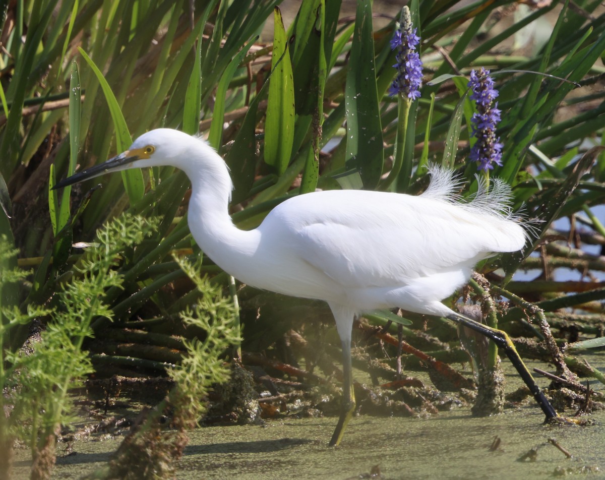 Snowy Egret - ML646478852