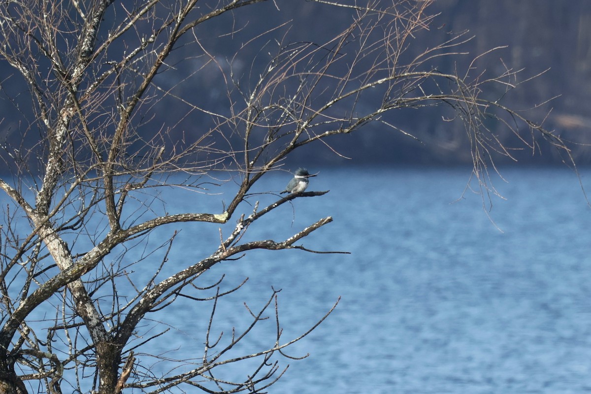 rybařík pruhoprsý - ML646478853