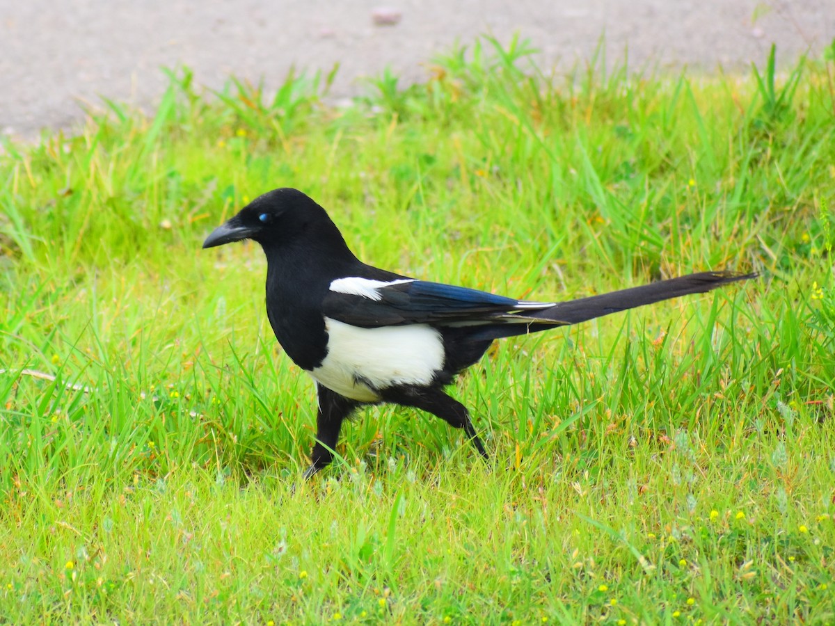 straka americká - ML646478855