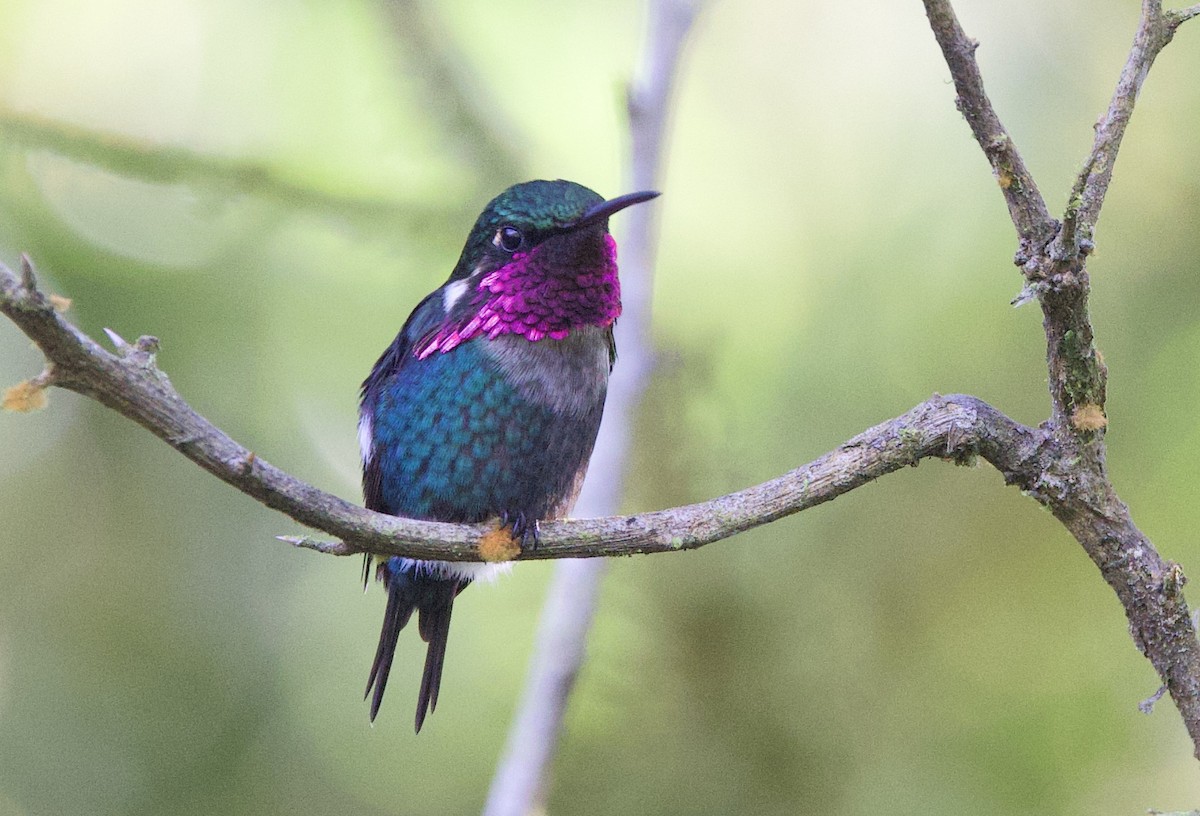 Gerdanlı Ormanyıldızı - ML646478856