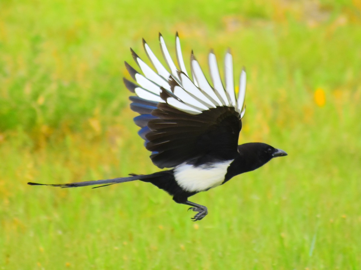 straka americká - ML646478858