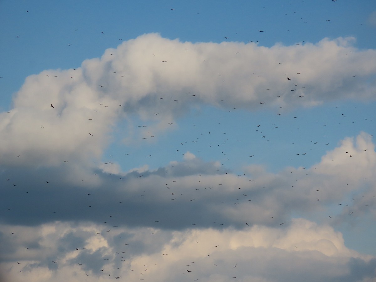 kondor krocanovitý - ML646478859