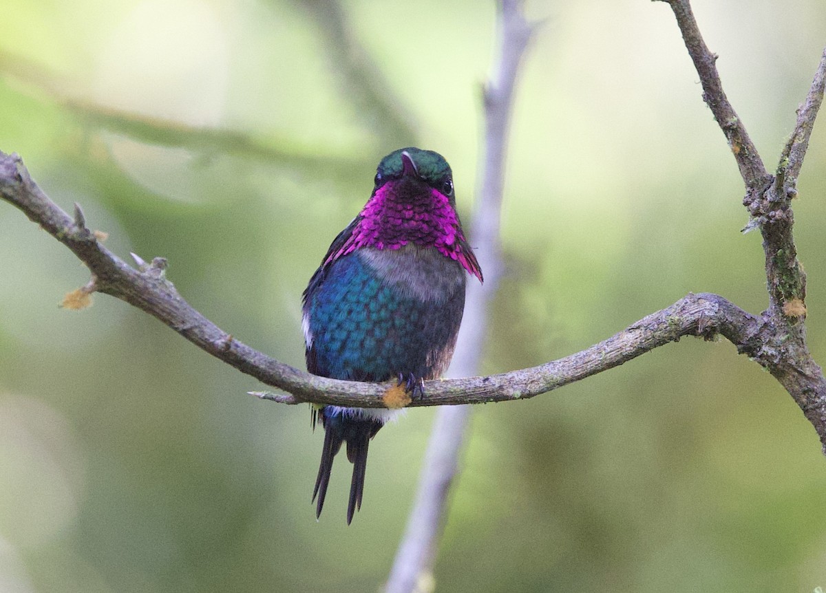 Gerdanlı Ormanyıldızı - ML646478863