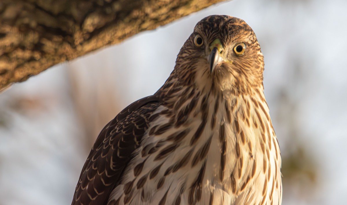 Cooper's Hawk - ML646478864