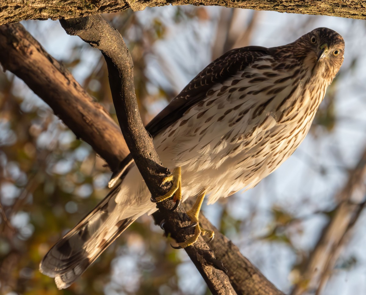 Cooper's Hawk - ML646478866