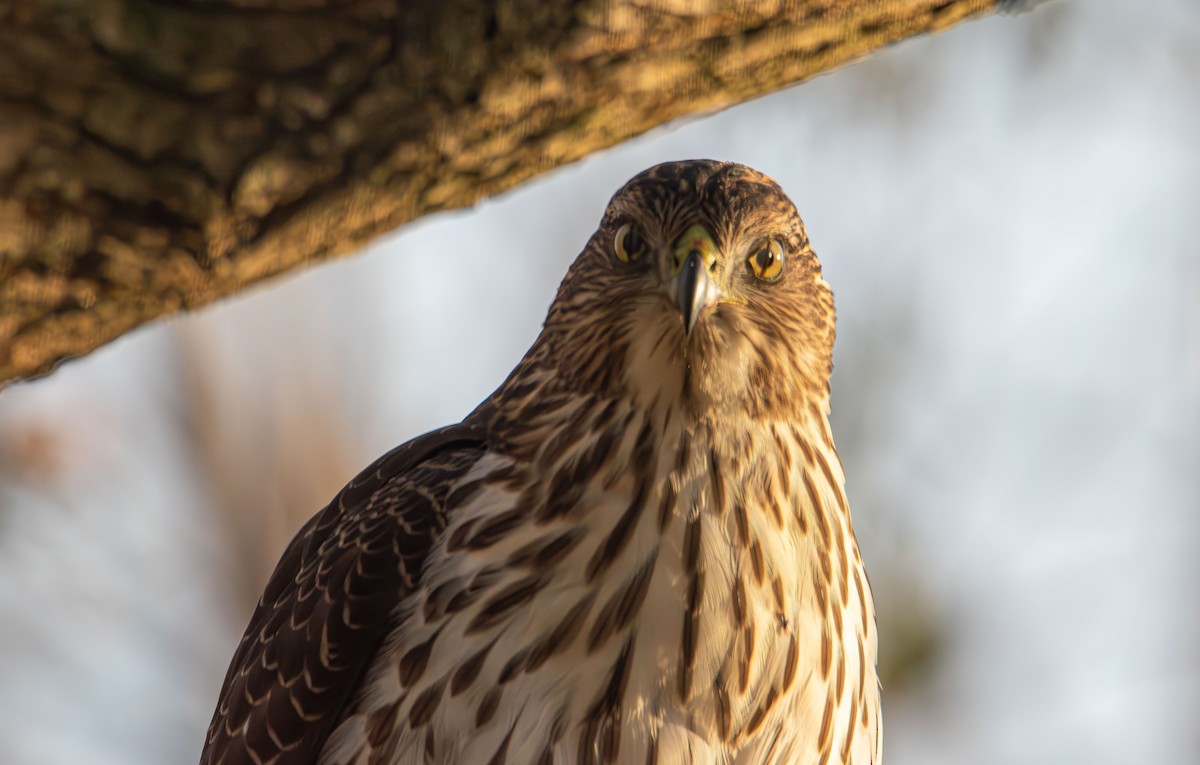 Cooper's Hawk - ML646478868