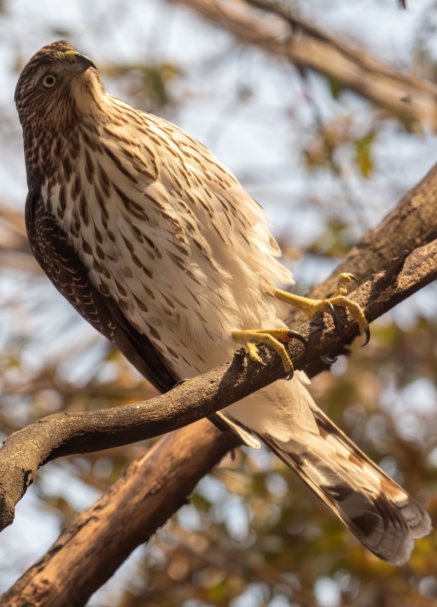 Cooper's Hawk - ML646478869