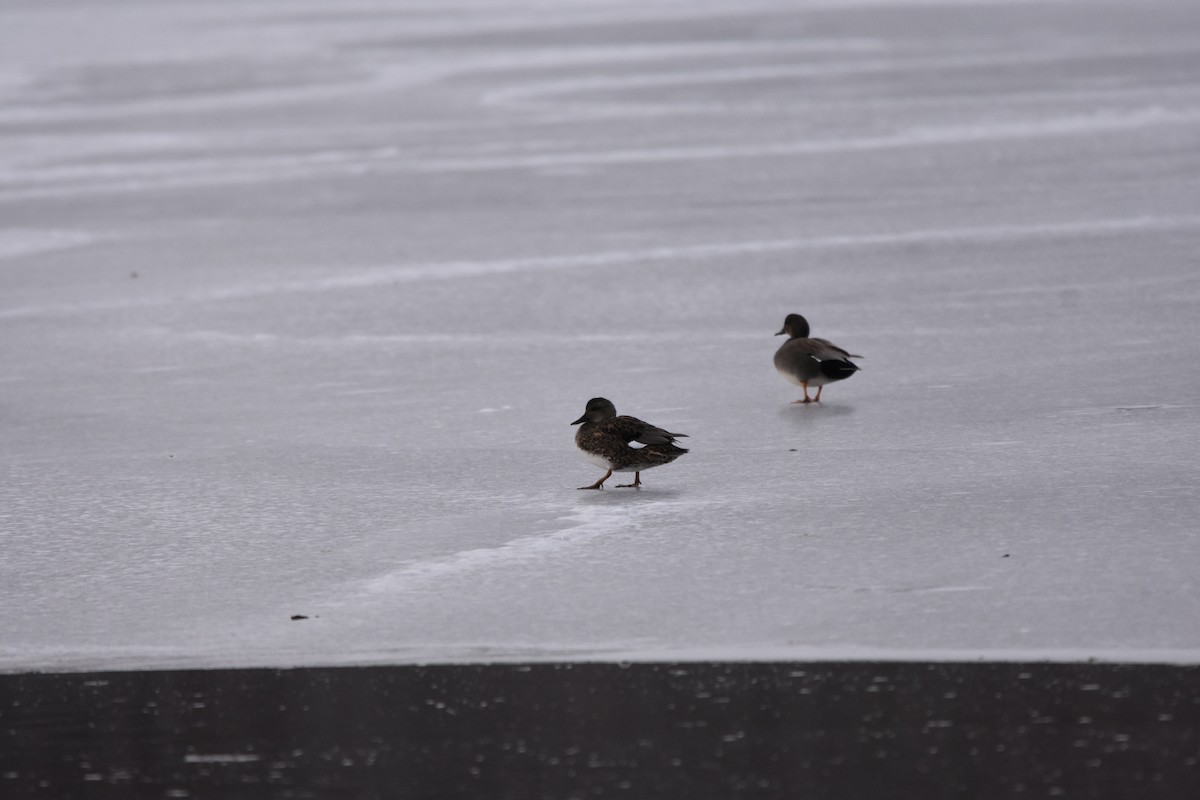 赤膀鴨 - ML646478871