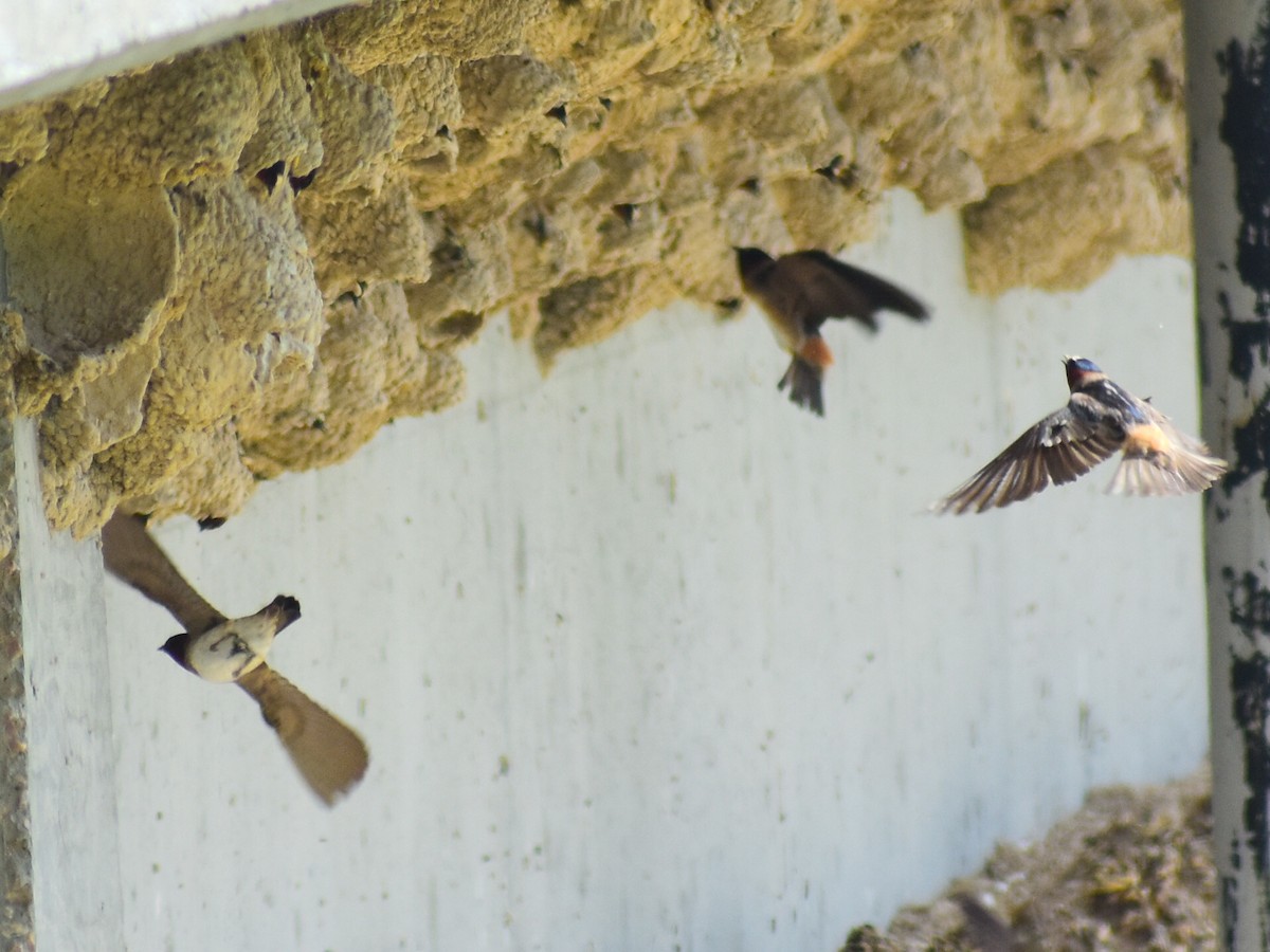 Cliff Swallow (pyrrhonota Group) - ML646478874