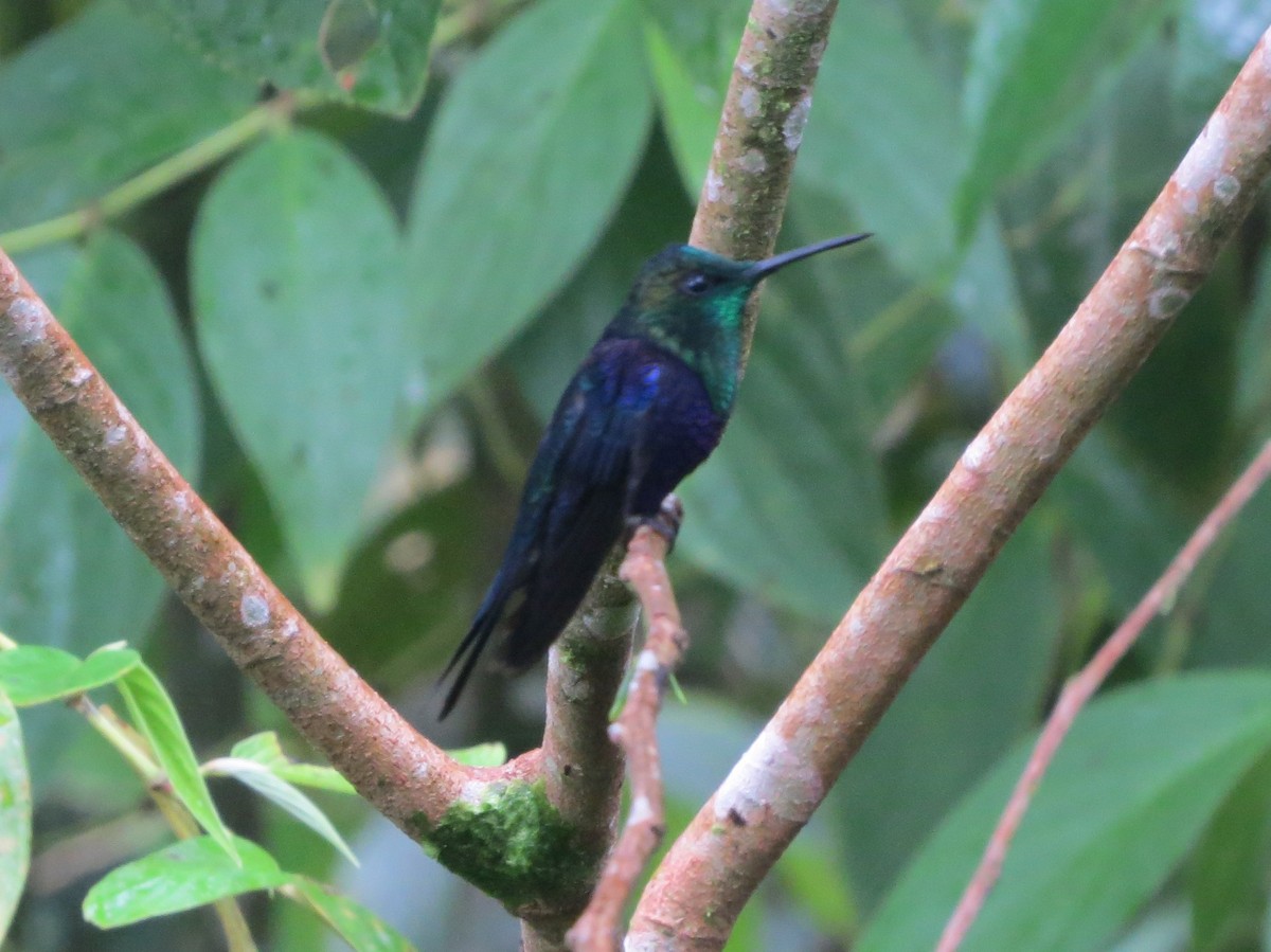 Crowned Woodnymph - ML646478875