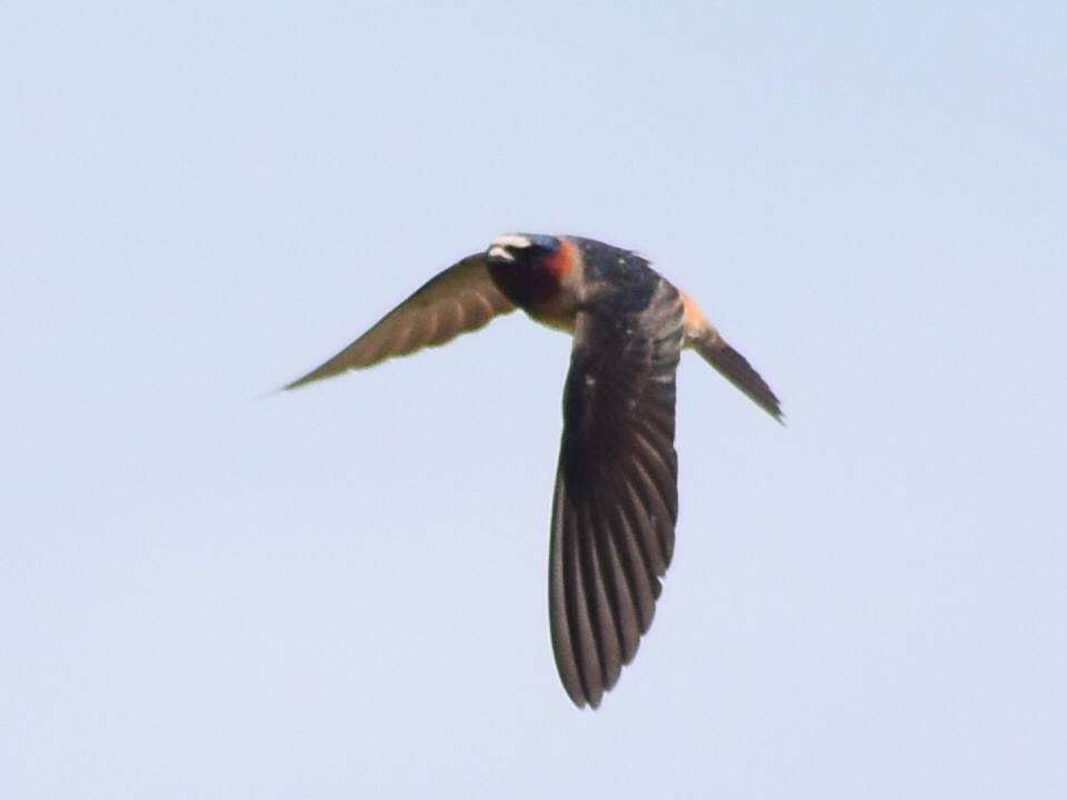 Cliff Swallow (pyrrhonota Group) - ML646478877