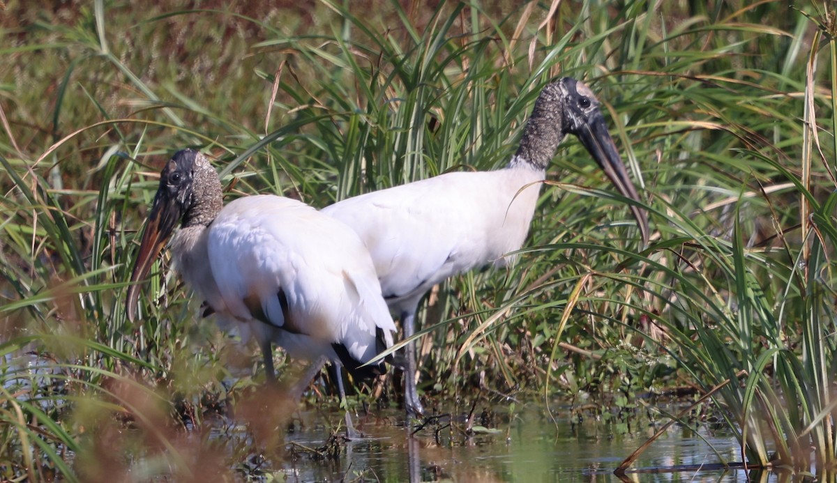 Wood Stork - ML646478878