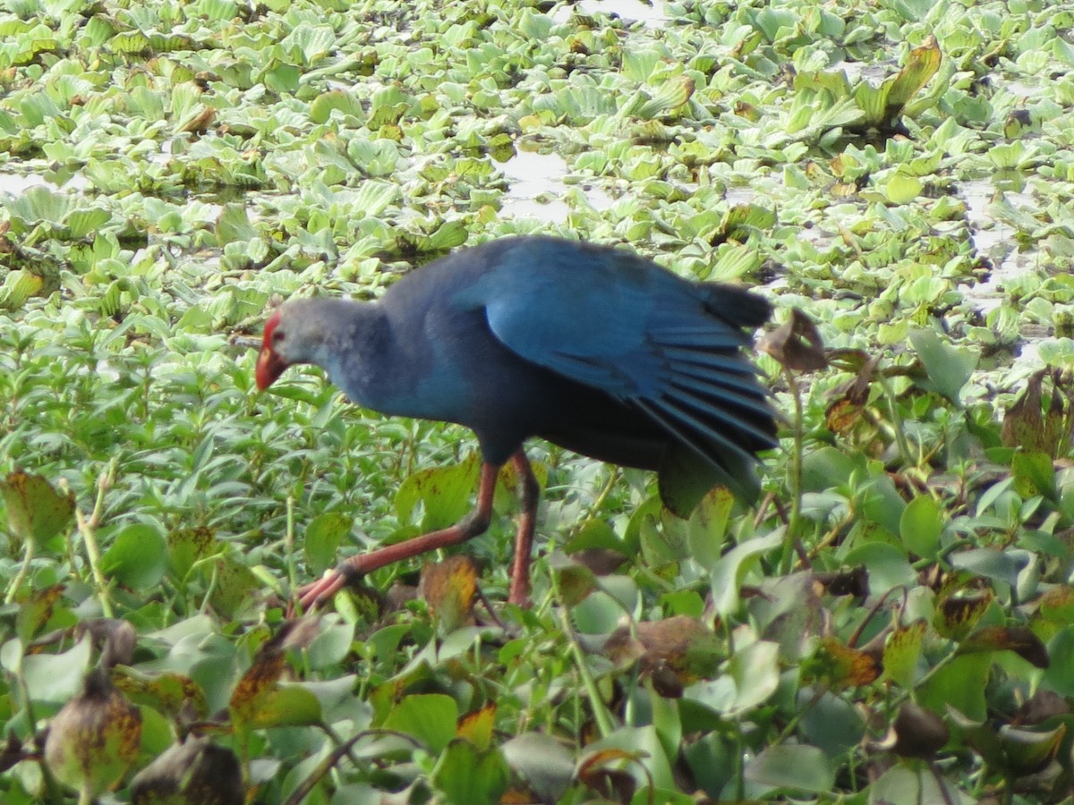 Gray-headed Swamphen - ML646478879