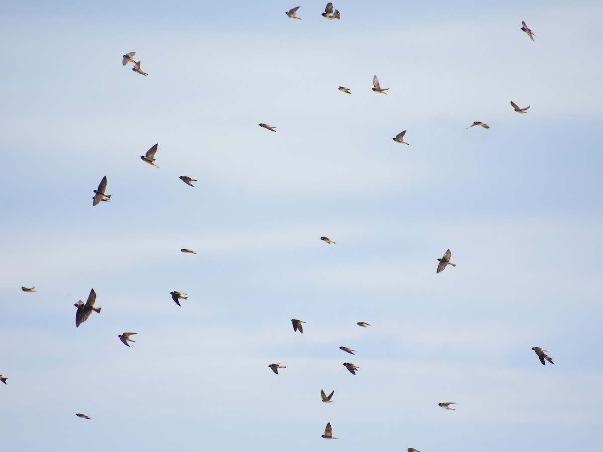 Cliff Swallow (pyrrhonota Group) - ML646478881