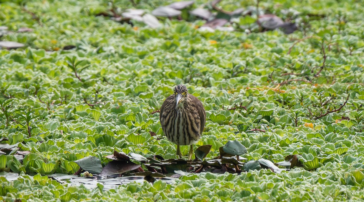 Indian Pond-Heron - ML646478891
