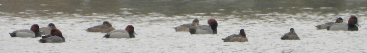 polák americký - ML646478895