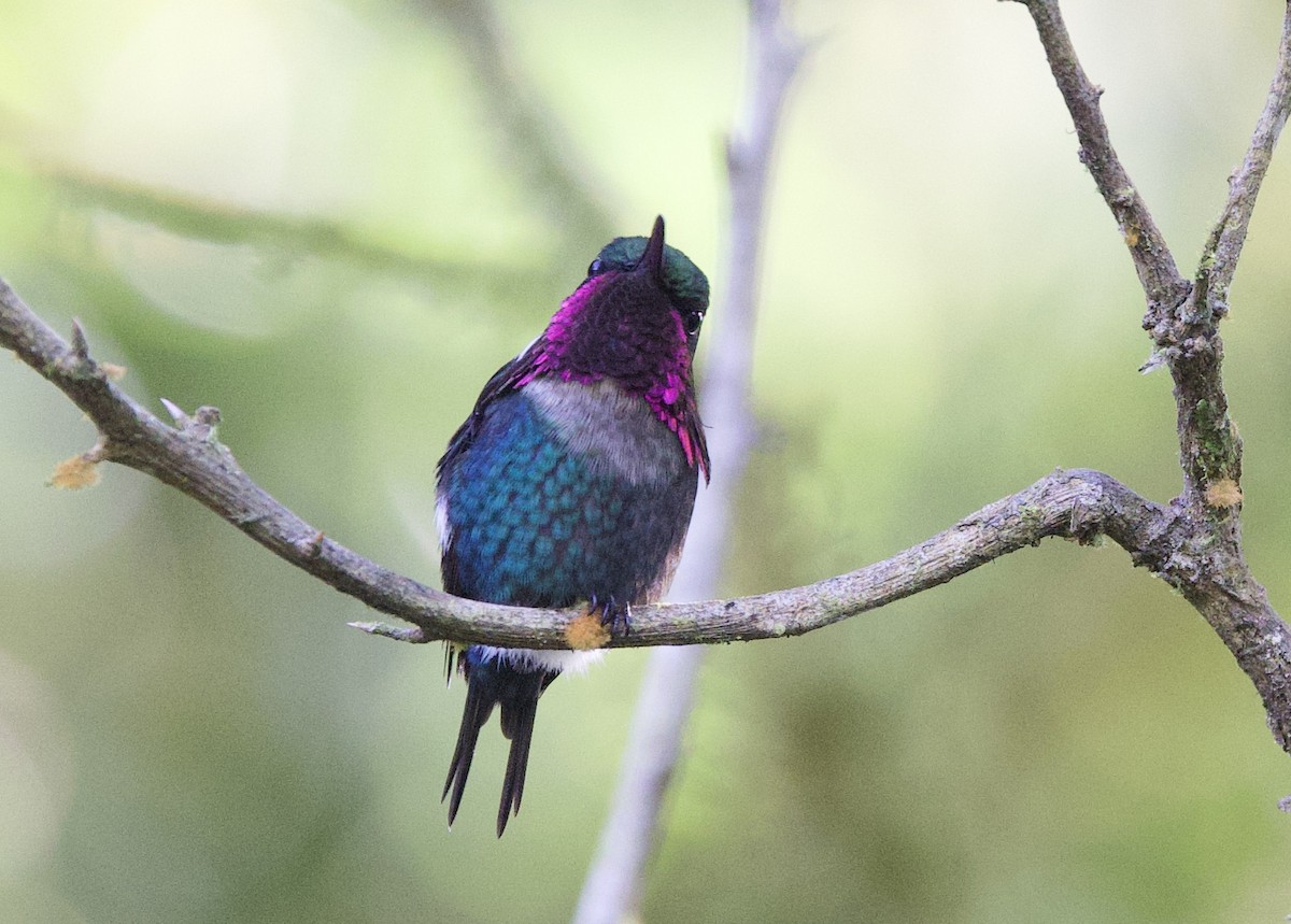 Gerdanlı Ormanyıldızı - ML646478896