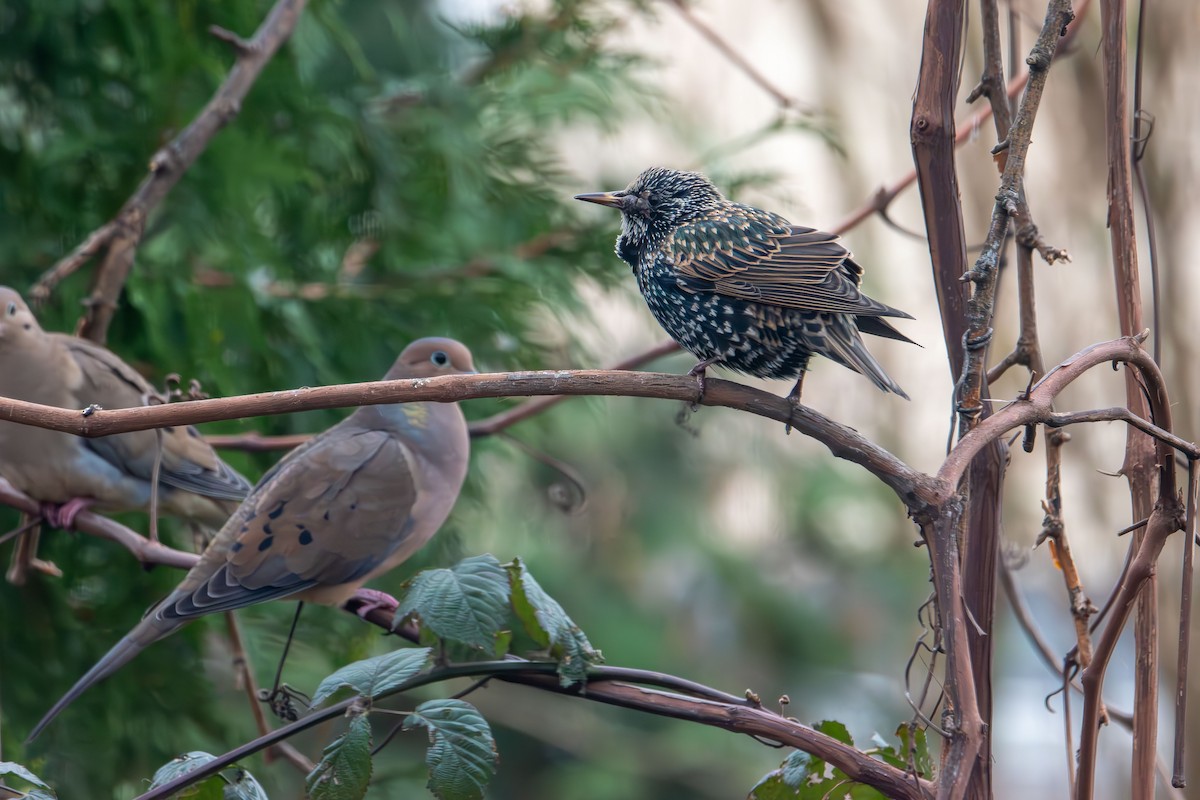 European Starling - ML646478899