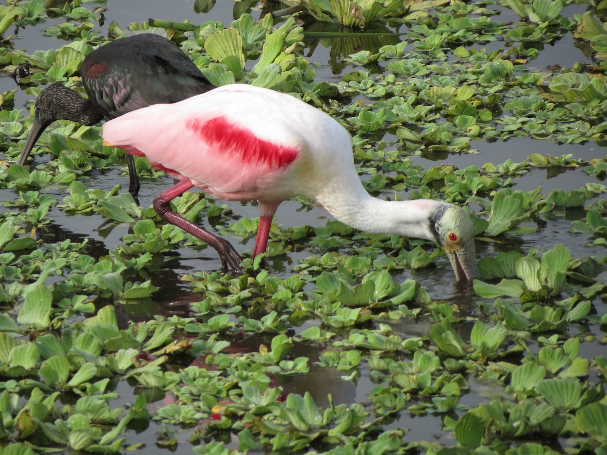 Roseate Spoonbill - ML646478902