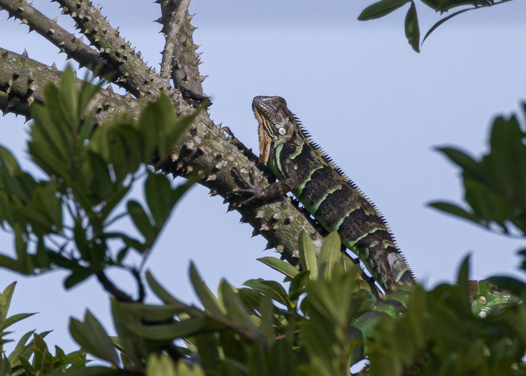 Iguane vert - ML646478904