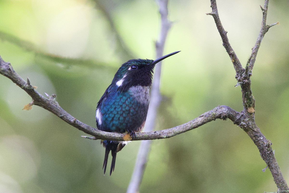 Gerdanlı Ormanyıldızı - ML646478906