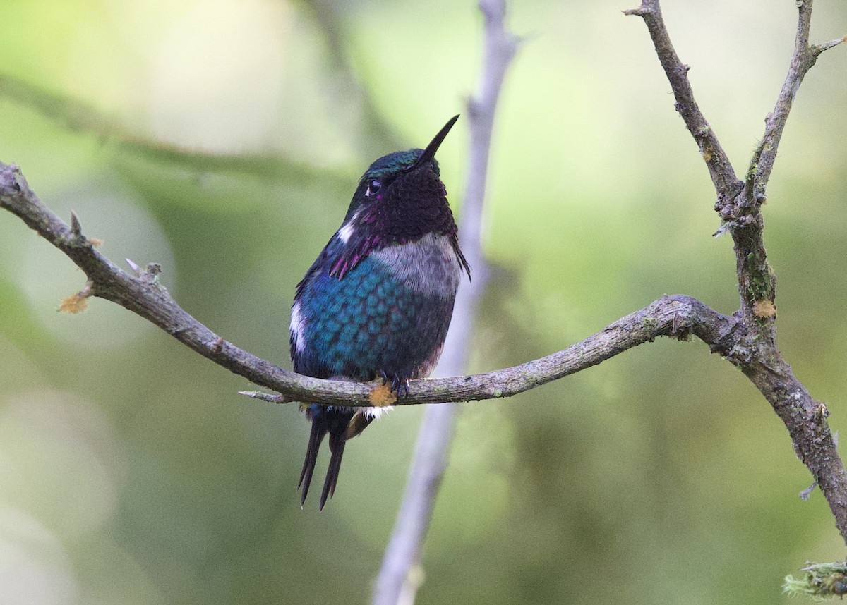 Gerdanlı Ormanyıldızı - ML646478911