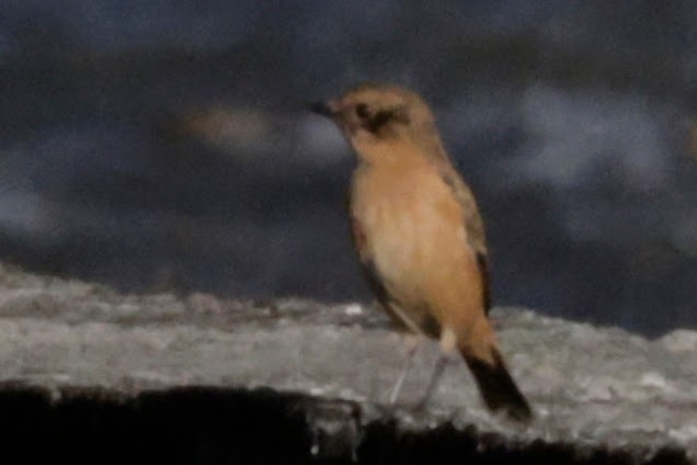 Gray Bushchat - ML646478913