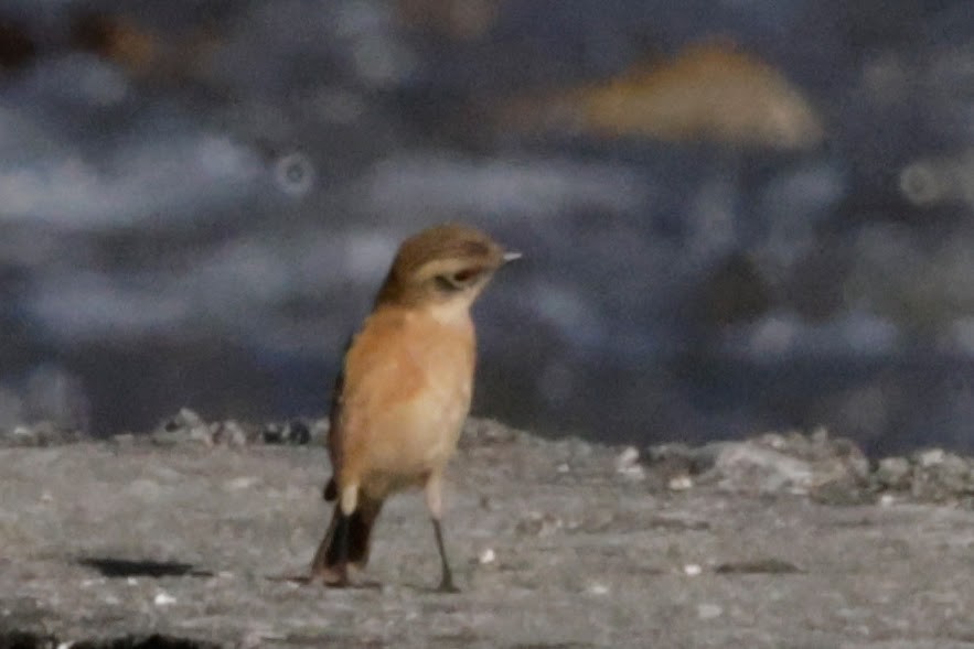 Gray Bushchat - ML646478914